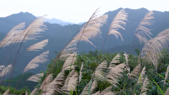Reed flowers swaying in the wind