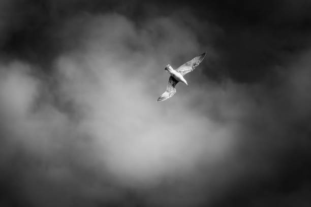 istock Seagull is captured in flight, its wingspan silhouetted against the cloudy sky. 1578169581