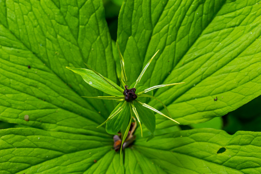 Paris quadrifolia. Flower close-up of the poisonous plant, herb-paris or the knot of true lovers. Blooming grass Paris. Crow's eye or raven eye, poisonous berry in the forest.