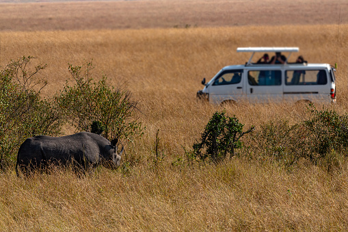 Black Rhinoceros and tourists in a safari vehicle looking at each other