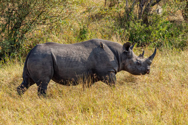 Black Rhinoceros and Red Billed Oxpecker in wildlife stock photo