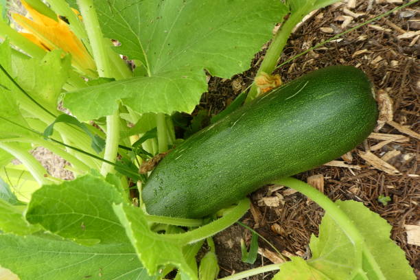 istock zucchini in its natural environment: the garden 1578184902