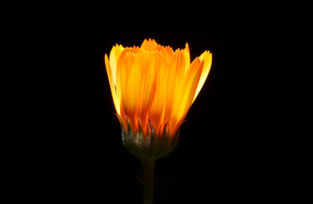 istock Yellow flower bud on black backround, close up 1578187057