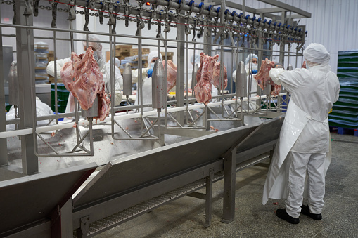 Turkey meat cutting line at a meat processing plant.