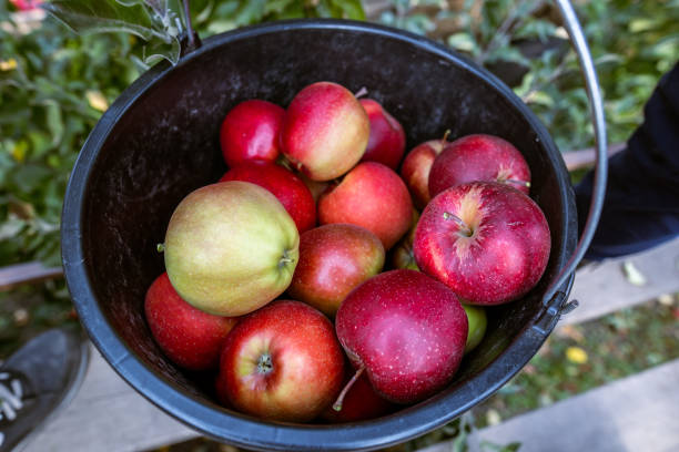 枝から集められたばかりの新鮮な熟した赤いリンゴの収穫は、大きなプラスチック製のバケツに折り畳まれます。ウクライナのブコヴィナ地方にある果樹園の生産能力。 - apple tree branch ストックフォトと画像