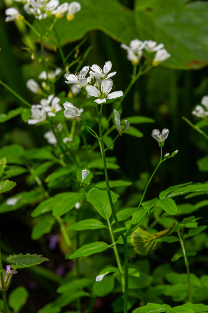 Cardamine amara, known as large bitter-cress. Spring forest. floral background of a blooming plant Cardamine amara, known as large bitter-cress. Spring forest. floral background of a blooming plant. cardamine amara stock pictures, royalty-free photos & images