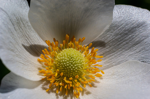 Closeup view of a beautiful white flower of an anemone sylvestris with showered yellow stamens on a blurred background