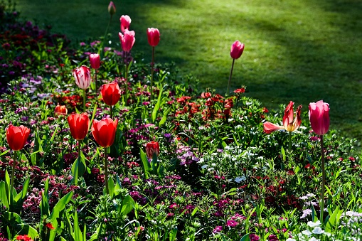 Bright Red tulip, Limeade Green foliage, Flowers at Toowoomba, Queensland
