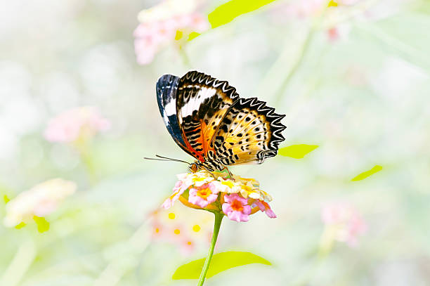 istock Beautiful butterfly stay on a flower 157822635