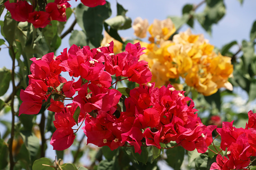 Stock photo showing close-up view of pretty bright red and golden-yellow bougainvillea flower bracts in sunshine. These exotic bougainvillea flowers and colourful bracts are popular in the garden, often being grown as summer climbing plants / ornamental vines or flowering houseplants, in tropical hanging baskets or as patio pot plants.