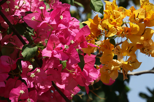Stock photo showing close-up view of pretty bright purple and golden-yellow bougainvillea flower bracts in sunshine. These exotic bougainvillea flowers and colourful bracts are popular in the garden, often being grown as summer climbing plants / ornamental vines or flowering houseplants, in tropical hanging baskets or as patio pot plants.