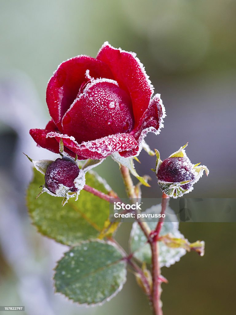 Rose überdachte mit hoarfrost - Lizenzfrei Ast - Pflanzenbestandteil Stock-Foto
