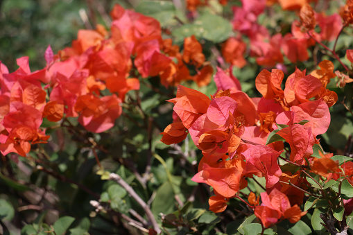 Stock photo showing close-up view of pretty orange bougainvillea bracts surrounding white flowers in the summer sunshine. These exotic bougainvillea flowers and colourful bracts are popular in the garden, often being grown as summer climbing plants, ornamental vines or flowering houseplants, in tropical hanging baskets or as patio pot plants.