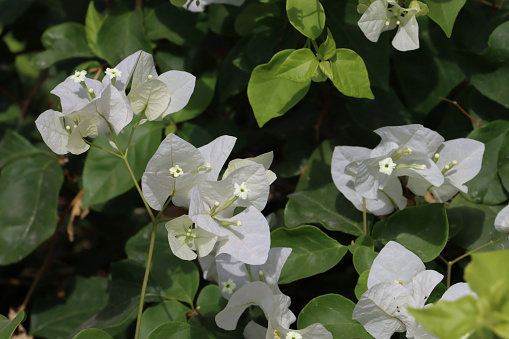 Stock photo showing close-up view of pretty white bougainvillea bracts surrounding white flowers in the summer sunshine. These exotic bougainvillea flowers and bracts are popular in the garden, often being grown as summer climbing plants, ornamental vines or flowering houseplants, in tropical hanging baskets or as patio pot plants.