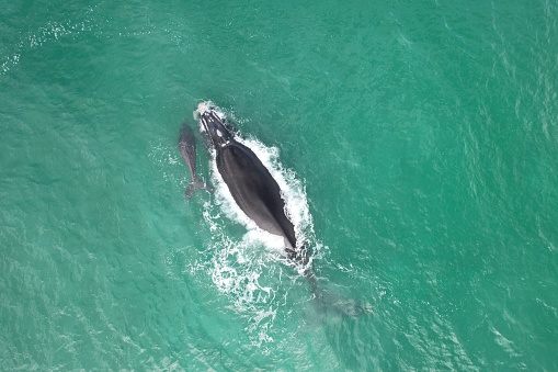 The Southern Right Whales migrate to the coastal waters of South Africa, especially along the Western Cape Province, to calf and breed during the winter months (June to October).
