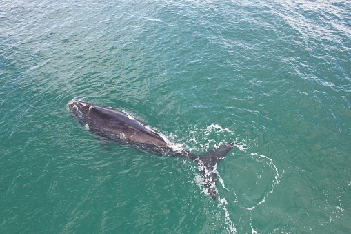 The Southern Right Whales migrate to the coastal waters of South Africa, especially along the Western Cape Province, to calf and breed during the winter months (June to October).