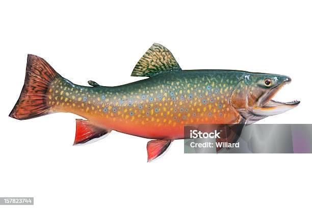 Male Brook Or Speckled Trout Isolated On White Stock Photo - Download Image Now - Speckled Trout, White Background, Color Image