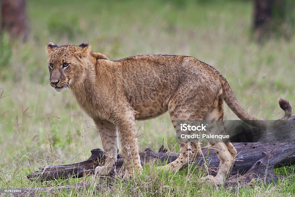 Jovem Leão no Parque Nacional do Lago Nakuru - Foto de stock de Animais caçando royalty-free