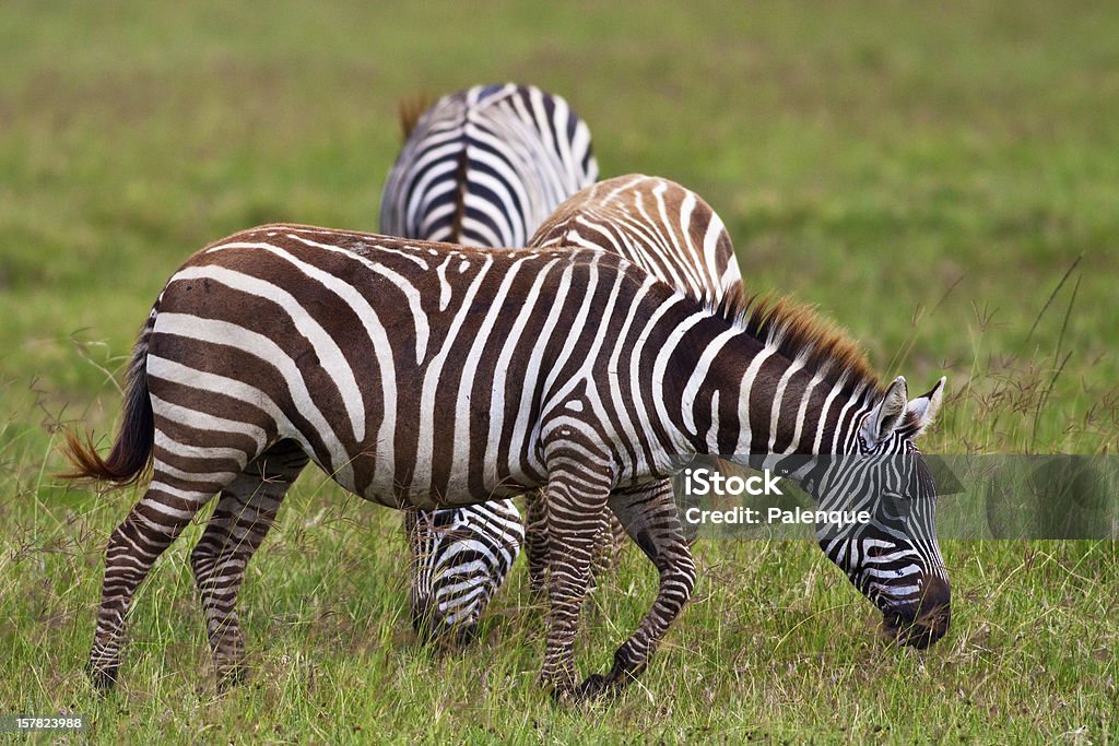 Zebre nel Parco Nazionale del lago Nakuru - Foto stock royalty-free di Africa