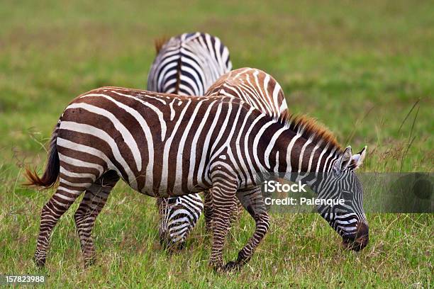 Zebre Nel Parco Nazionale Del Lago Nakuru - Fotografie stock e altre immagini di Africa - Africa, Ambientazione esterna, Animale