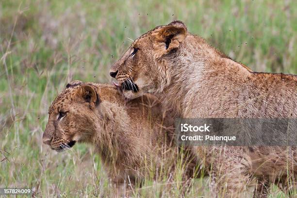 Foto de Leões No Parque Nacional Do Lago Nakuru e mais fotos de stock de Animais caçando - Animais caçando, Animais de Safári, Animal