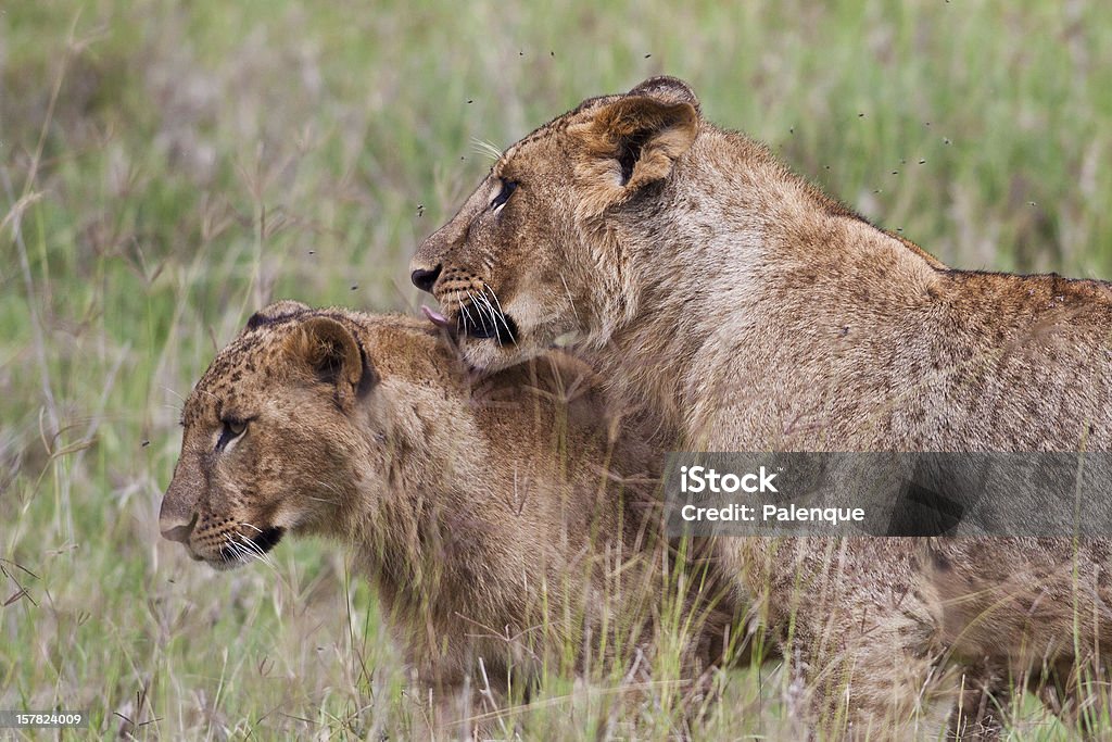 Lions в Национальный парк Накуру - Стоковые фото Африка роялти-фри