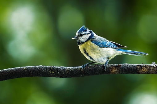 A blue tit bird is perched on a branch of a tree in a peaceful outdoor setting, surrounded by lush greenery
