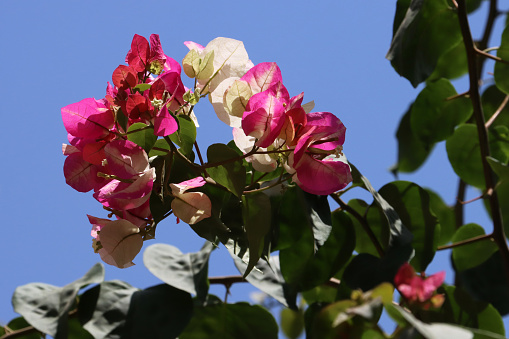 Stock photo showing close-up view of pretty bright pink and white bougainvillea flowers bracts in sunshine. These exotic, colourful bougainvillea bracts are popular in the garden, often being grown as summer climbing plants, ornamental vines, or flowering houseplants, in tropical hanging baskets or as patio pot plants.
