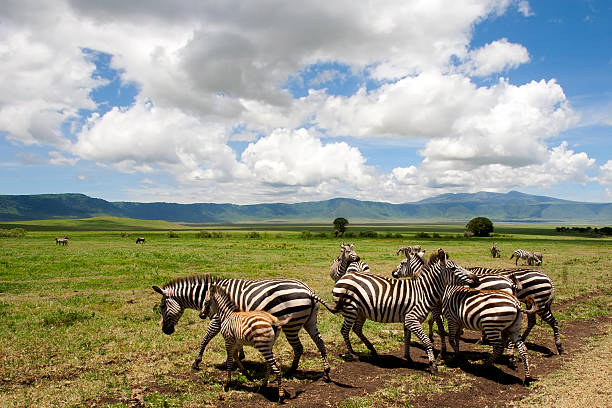 istock Zebras in the Ngorongoro Crater 157824122