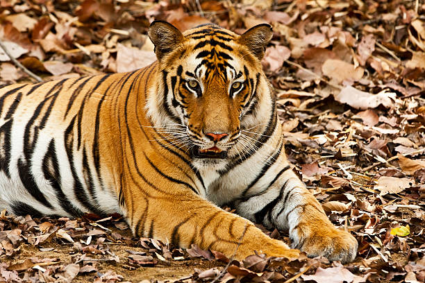 istock Large male Bengal tiger 157824166
