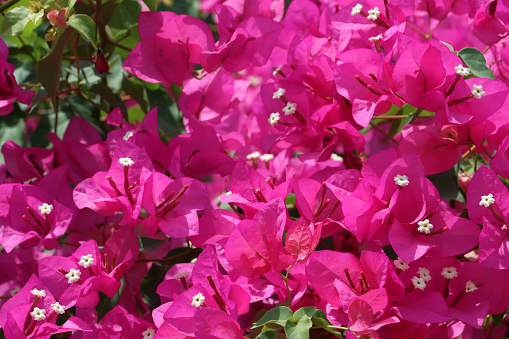 Stock photo showing close-up view of pretty bright pink bougainvillea bracts surrounding yellow flowers in the summer sunshine. These exotic pink bougainvillea flowers and colourful bracts are popular in the garden, often being grown as summer climbing plants, ornamental vines or flowering houseplants, in tropical hanging baskets or as patio pot plants.