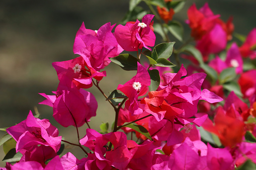 Stock photo showing close-up view of pretty bright pink bougainvillea bracts surrounding yellow flowers in the summer sunshine. These exotic pink bougainvillea flowers and colourful bracts are popular in the garden, often being grown as summer climbing plants, ornamental vines or flowering houseplants, in tropical hanging baskets or as patio pot plants.
