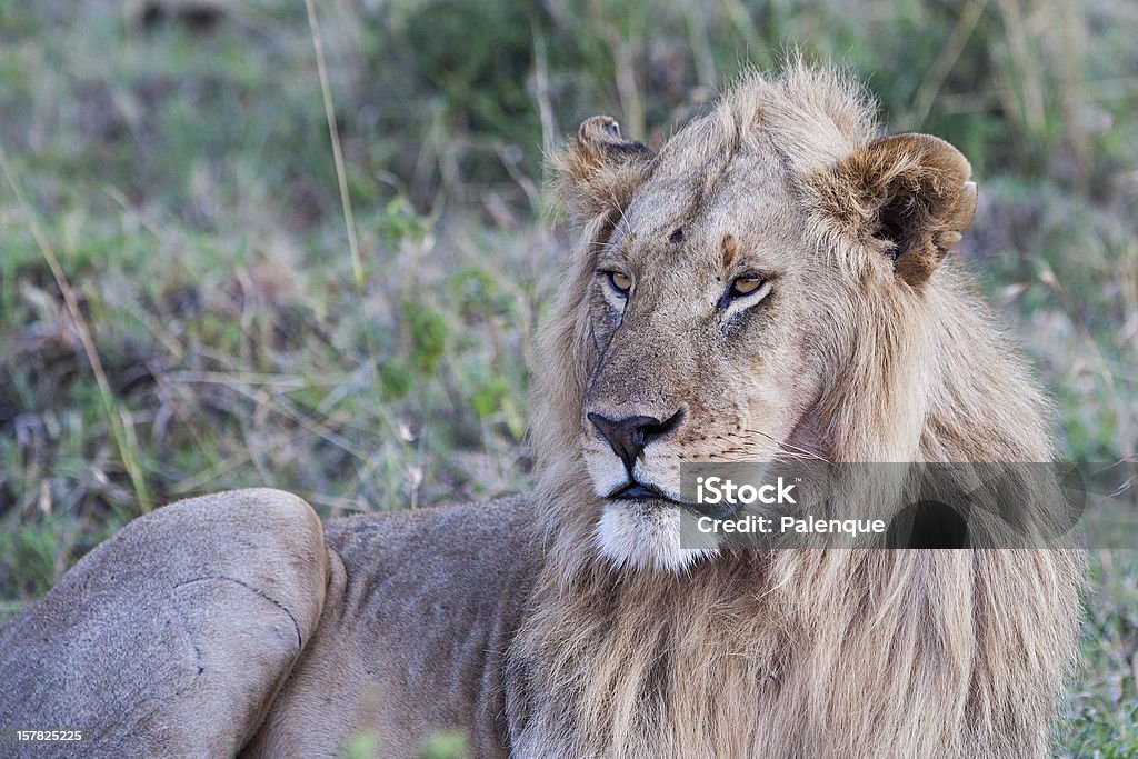 Мужской Африканский лев в Масаи Мара - Стоковые фото Африка роялти-фри