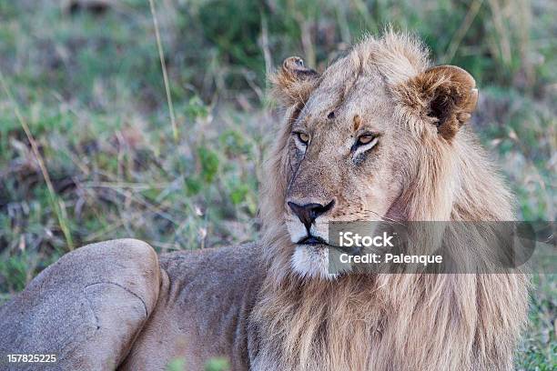 Мужской Африканский Лев В Масаи Мара — стоковые фотографии и другие картинки Африка - Африка, Без людей, Большая кошка