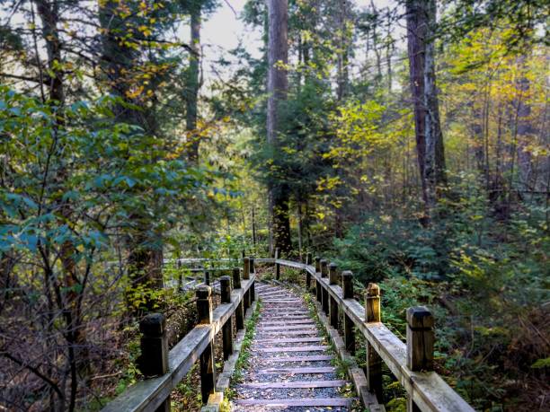 istock Scenic view of a bridge on a river flowing through a green forest 1578254521