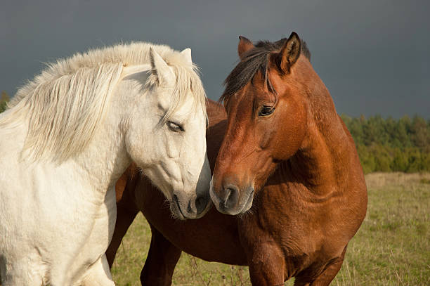 Pair of horses showing affection stock photo