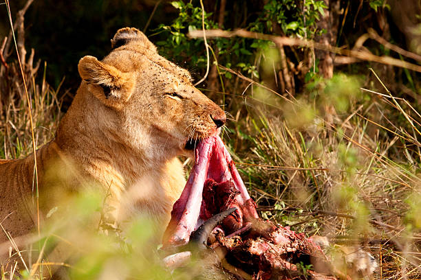 istock Lioness in the Maasai Mara 157825973