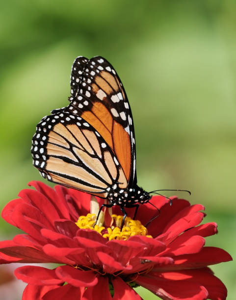 monarch butterfly - butterfly monarch butterfly spring isolated zdjęcia i obrazy z banku zdjęć