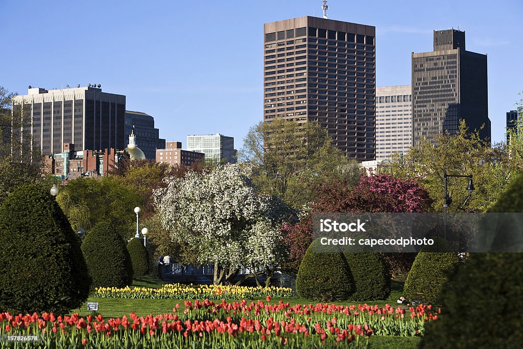 Public Gardens in Spring The Boston Public Gardens adorned with tulips and flowering trees in Spring Boston - Massachusetts Stock Photo