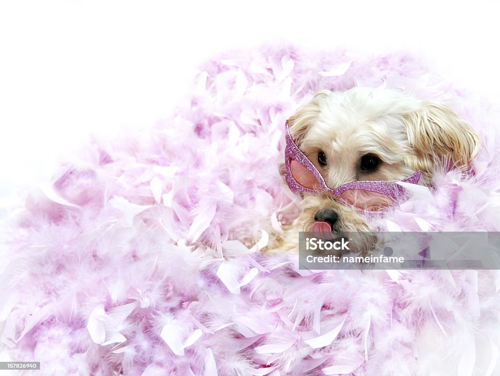 Diva perro - Foto de stock de Perro libre de derechos