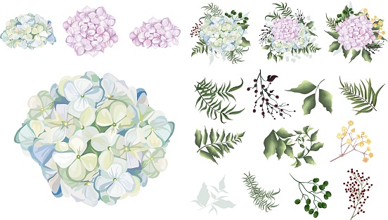 Large vector floral set. Separate flowers of blue and pink hydrangea isolated on white background. Plants, leaves and berries. Compositions of flowers, plants and berries. Set of elements for wedding design