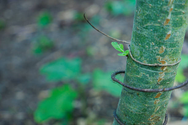 istock A wild plant stem that lives in the forest. 1578283428