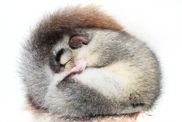 Sleeping rolled up dormouse stock photo