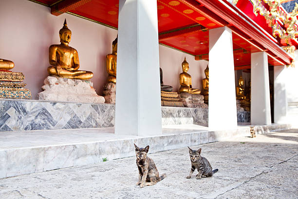 istock Undomesticated Cats 157830750
