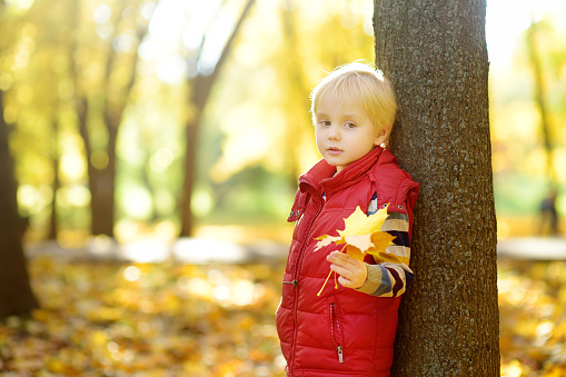 Close up portrait of thoughtful little boy during stroll in the forest at sunny autumn day. Active family time on nature. Hiking with little kids. Autumn mood