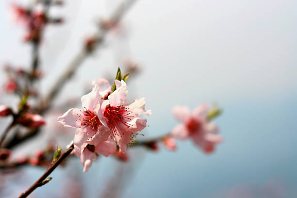 Peach Blossoms stock photo