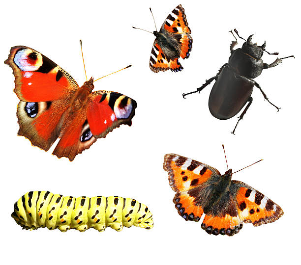 istock Collection of insects 157830996