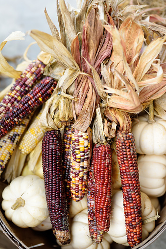 Colorful ears of indian corn ready for sale at the seasonal agricultural fair. Market on pumpkin farm. Traditional autumn vegetables for food or decoration.