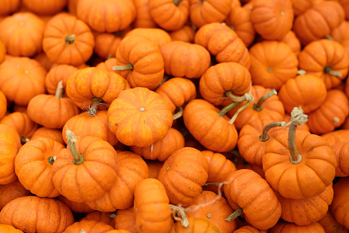 Fresh healthy bio pumpkins on farmer agricultural market at autumn. Healthy vegetarian food. Pumpkin is traditional vegetable used on American holidays - Halloween and Thanksgiving Day.