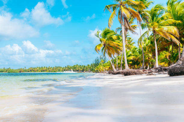 Tropical beach in Punta Cana with tall palm trees, white sand, and calm blue-green water. stock photo